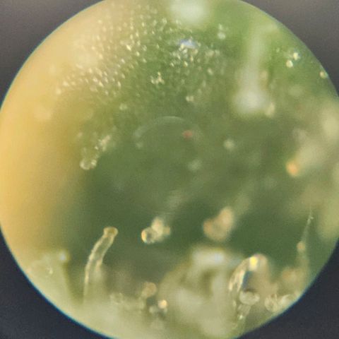 Purple Lemonade Autos growlog timeline photo