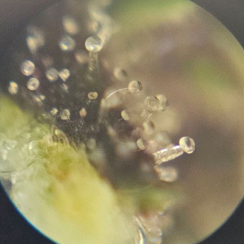 Purple Lemonade Autos growlog timeline photo