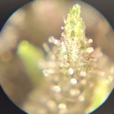 Purple Lemonade Autos growlog timeline photo