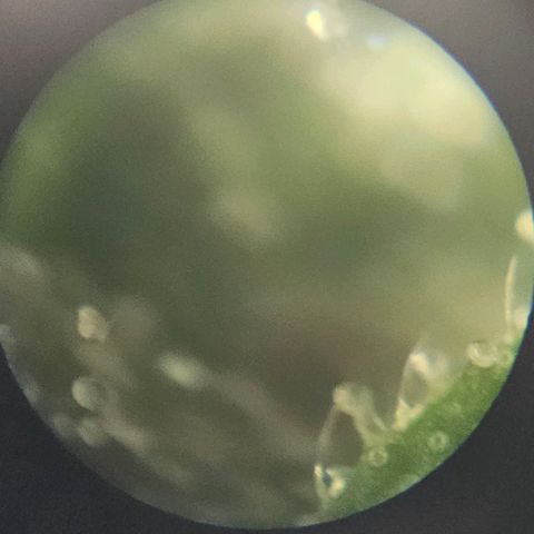 Purple Lemonade Autos growlog timeline photo