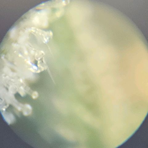 Purple Lemonade Autos growlog timeline photo