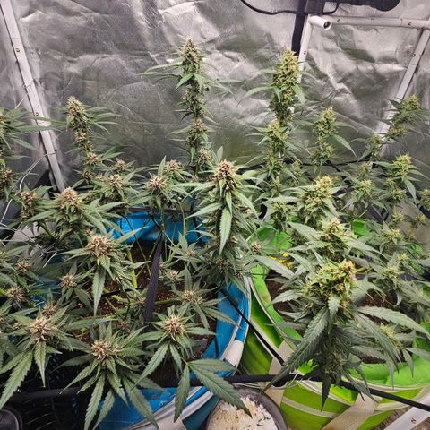 Purple Lemonade Autos growlog timeline photo
