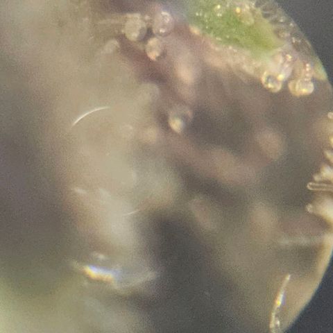 Purple Lemonade Autos growlog timeline photo