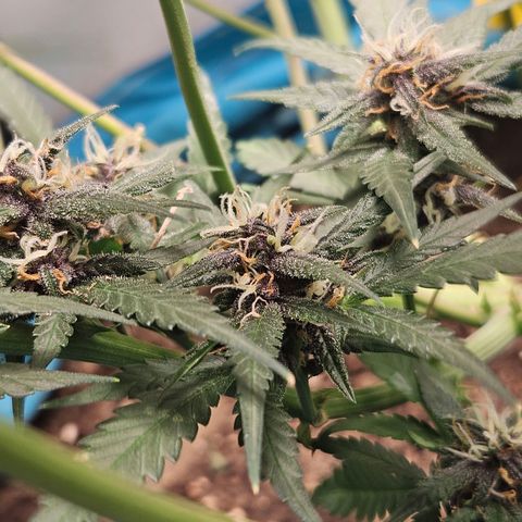 Purple Lemonade Autos growlog timeline photo