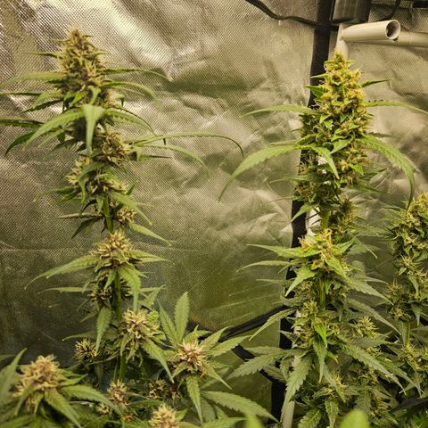 Purple Lemonade Autos growlog timeline photo