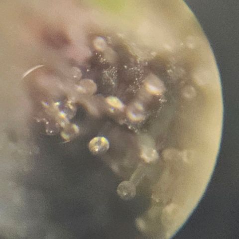 Purple Lemonade Autos growlog timeline photo