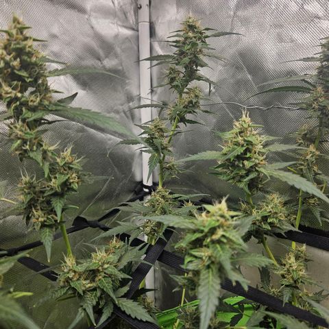 Purple Lemonade Autos growlog timeline photo