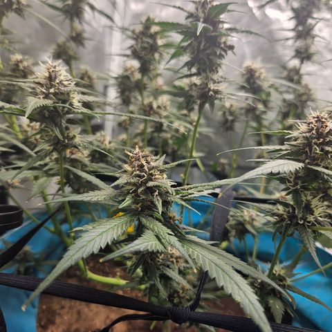 Purple Lemonade Autos growlog timeline photo