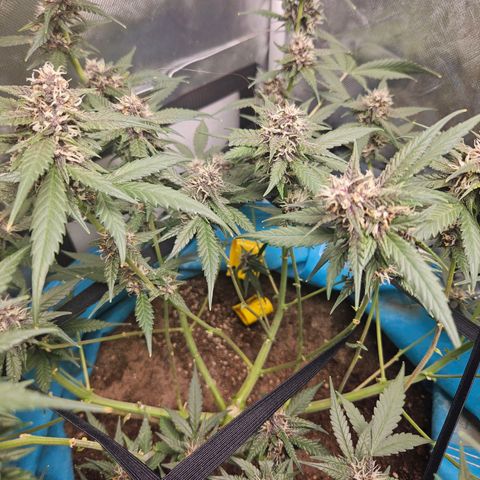Purple Lemonade Autos growlog timeline photo
