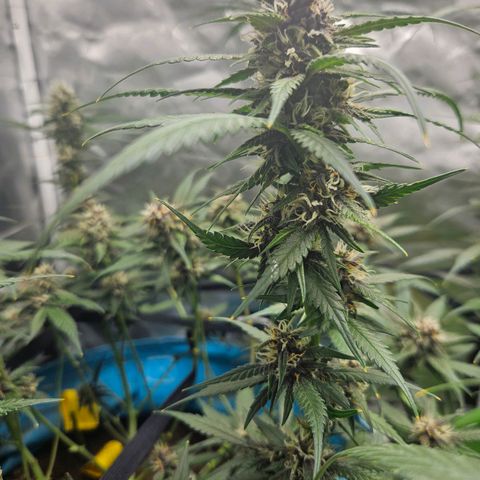 Purple Lemonade Autos growlog timeline photo