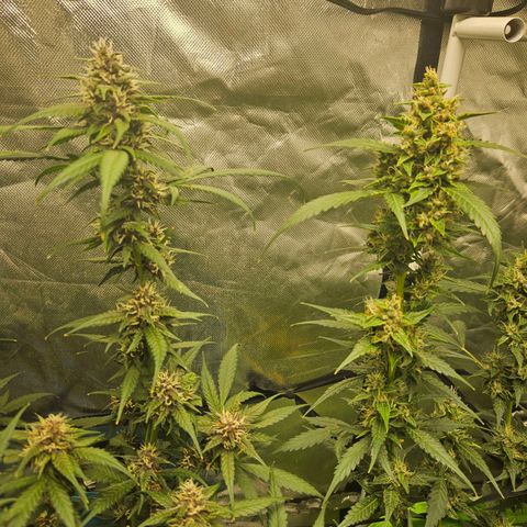 Purple Lemonade Autos growlog timeline photo