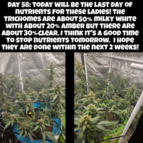 Purple Lemonade Autos growlog timeline photo
