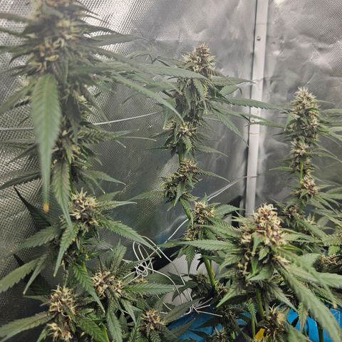 Purple Lemonade Autos growlog timeline photo