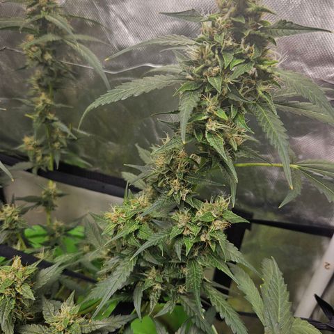 Purple Lemonade Autos growlog timeline photo