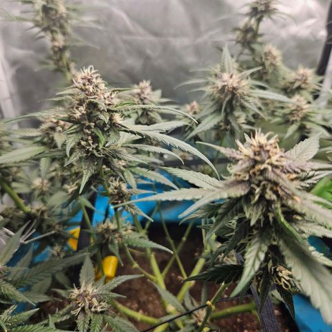 Purple Lemonade Autos growlog timeline photo