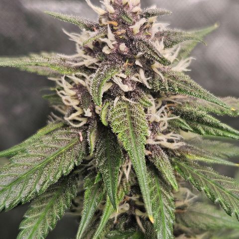 Purple Lemonade Autos growlog timeline photo