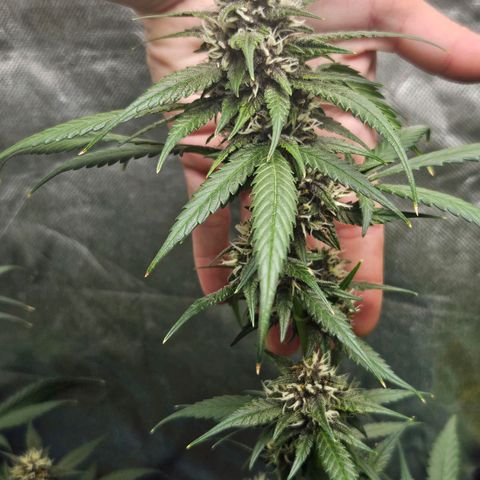Purple Lemonade Autos growlog timeline photo