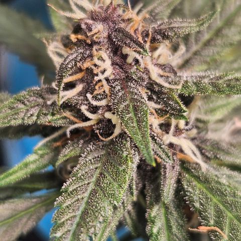 Purple Lemonade Autos growlog timeline photo