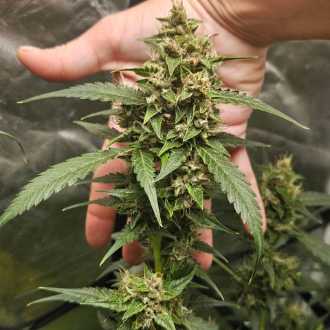 Purple Lemonade Autos growlog timeline photo