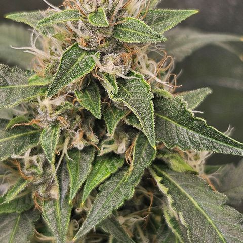 Purple Lemonade Autos growlog timeline photo