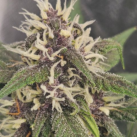 Purple Lemonade Autos growlog timeline photo