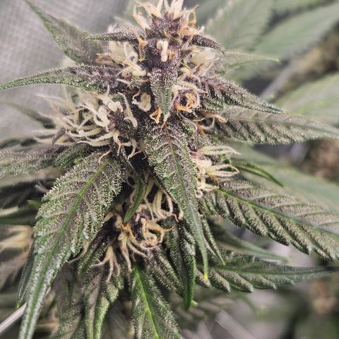 Purple Lemonade Autos growlog timeline photo