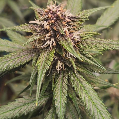 Purple Lemonade Autos growlog timeline photo