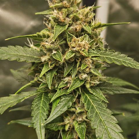 Purple Lemonade Autos growlog timeline photo