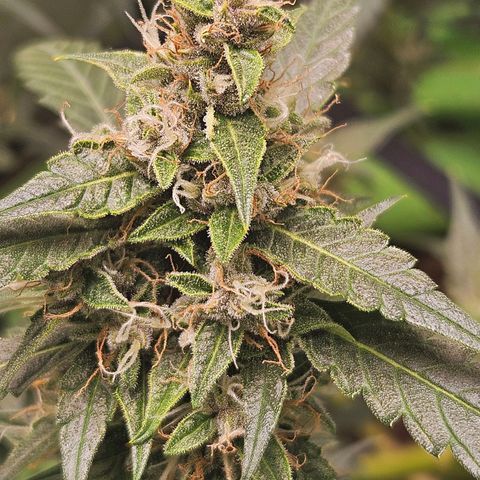 Purple Lemonade Autos growlog timeline photo