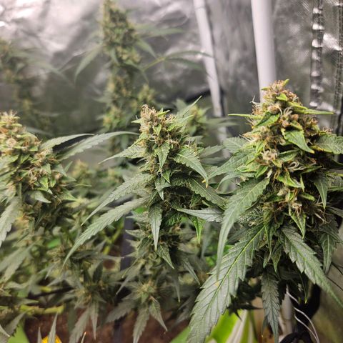 Purple Lemonade Autos growlog timeline photo