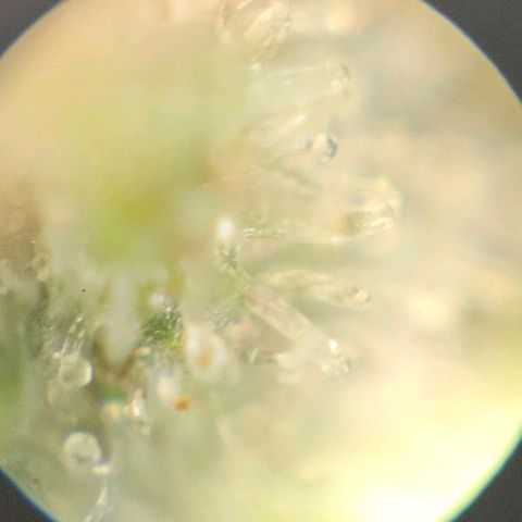 Purple Lemonade Autos growlog photo: These photos are so hard to do. I look in multiple different locations on both plants and really analyze them. I wish there was a response or comment section on this app so I can get some input on whether to stop nutrients tomorrow. I may subscribe and ask some experts or do some more research. Being my first grow, I'm really not sure for it to be at its full potential but yet rinsed come harvest. Stay tuned! 
