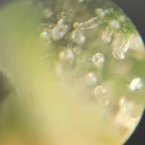 Purple Lemonade Autos growlog photo: These photos are so hard to do. I look in multiple different locations on both plants and really analyze them. I wish there was a response or comment section on this app so I can get some input on whether to stop nutrients tomorrow. I may subscribe and ask some experts or do some more research. Being my first grow, I'm really not sure for it to be at its full potential but yet rinsed come harvest. Stay tuned! 