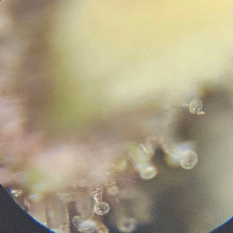 Purple Lemonade Autos growlog photo: These photos are so hard to do. I look in multiple different locations on both plants and really analyze them. I wish there was a response or comment section on this app so I can get some input on whether to stop nutrients tomorrow. I may subscribe and ask some experts or do some more research. Being my first grow, I'm really not sure for it to be at its full potential but yet rinsed come harvest. Stay tuned! 