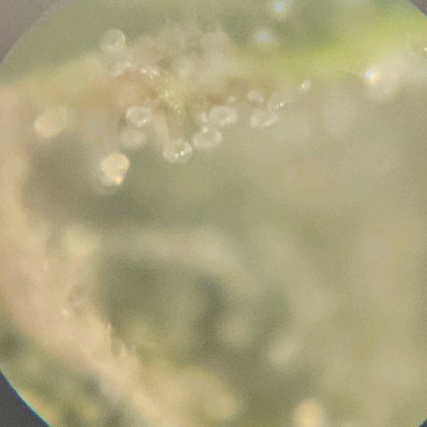 Purple Lemonade Autos growlog photo: These photos are so hard to do. I look in multiple different locations on both plants and really analyze them. I wish there was a response or comment section on this app so I can get some input on whether to stop nutrients tomorrow. I may subscribe and ask some experts or do some more research. Being my first grow, I'm really not sure for it to be at its full potential but yet rinsed come harvest. Stay tuned! 