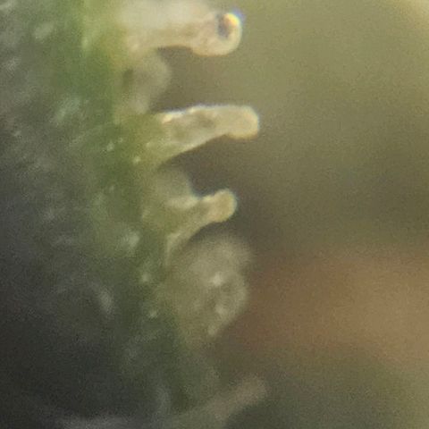 Purple Lemonade Autos growlog photo: These photos are so hard to do. I look in multiple different locations on both plants and really analyze them. I wish there was a response or comment section on this app so I can get some input on whether to stop nutrients tomorrow. I may subscribe and ask some experts or do some more research. Being my first grow, I'm really not sure for it to be at its full potential but yet rinsed come harvest. Stay tuned! 