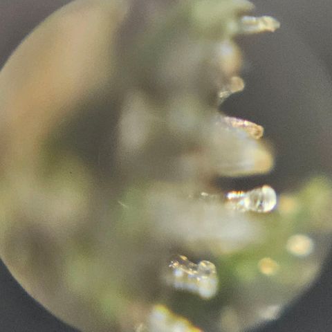 Purple Lemonade Autos growlog photo: These photos are so hard to do. I look in multiple different locations on both plants and really analyze them. I wish there was a response or comment section on this app so I can get some input on whether to stop nutrients tomorrow. I may subscribe and ask some experts or do some more research. Being my first grow, I'm really not sure for it to be at its full potential but yet rinsed come harvest. Stay tuned! 
