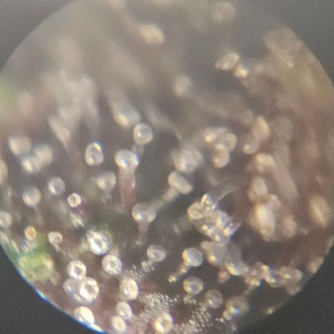 Purple Lemonade Autos growlog photo: These photos are so hard to do. I look in multiple different locations on both plants and really analyze them. I wish there was a response or comment section on this app so I can get some input on whether to stop nutrients tomorrow. I may subscribe and ask some experts or do some more research. Being my first grow, I'm really not sure for it to be at its full potential but yet rinsed come harvest. Stay tuned! 
