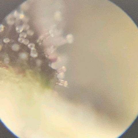 Purple Lemonade Autos growlog photo: These photos are so hard to do. I look in multiple different locations on both plants and really analyze them. I wish there was a response or comment section on this app so I can get some input on whether to stop nutrients tomorrow. I may subscribe and ask some experts or do some more research. Being my first grow, I'm really not sure for it to be at its full potential but yet rinsed come harvest. Stay tuned! 