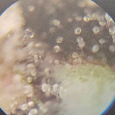 Purple Lemonade Autos growlog photo: These photos are so hard to do. I look in multiple different locations on both plants and really analyze them. I wish there was a response or comment section on this app so I can get some input on whether to stop nutrients tomorrow. I may subscribe and ask some experts or do some more research. Being my first grow, I'm really not sure for it to be at its full potential but yet rinsed come harvest. Stay tuned! 