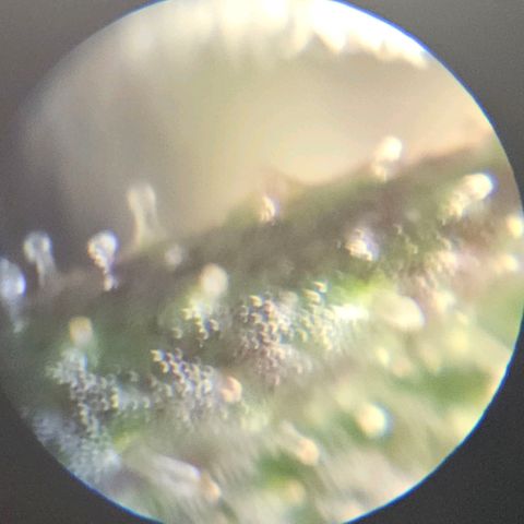 Purple Lemonade Autos growlog photo: These photos are so hard to do. I look in multiple different locations on both plants and really analyze them. I wish there was a response or comment section on this app so I can get some input on whether to stop nutrients tomorrow. I may subscribe and ask some experts or do some more research. Being my first grow, I'm really not sure for it to be at its full potential but yet rinsed come harvest. Stay tuned! 