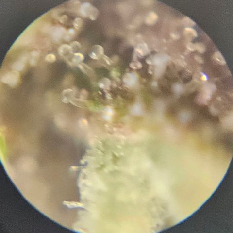 Purple Lemonade Autos growlog photo: These photos are so hard to do. I look in multiple different locations on both plants and really analyze them. I wish there was a response or comment section on this app so I can get some input on whether to stop nutrients tomorrow. I may subscribe and ask some experts or do some more research. Being my first grow, I'm really not sure for it to be at its full potential but yet rinsed come harvest. Stay tuned! 