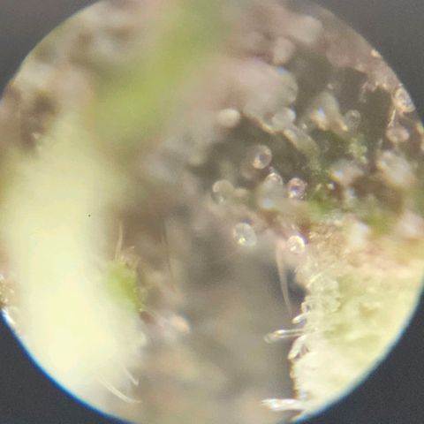 Purple Lemonade Autos growlog photo: These photos are so hard to do. I look in multiple different locations on both plants and really analyze them. I wish there was a response or comment section on this app so I can get some input on whether to stop nutrients tomorrow. I may subscribe and ask some experts or do some more research. Being my first grow, I'm really not sure for it to be at its full potential but yet rinsed come harvest. Stay tuned! 