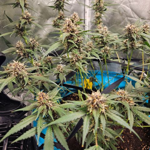 Purple Lemonade Autos growlog timeline photo