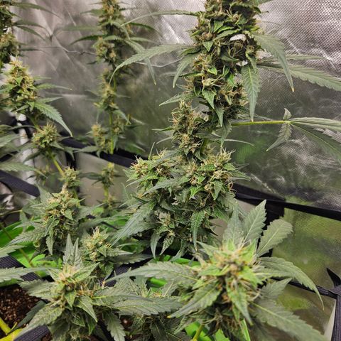 Purple Lemonade Autos growlog timeline photo