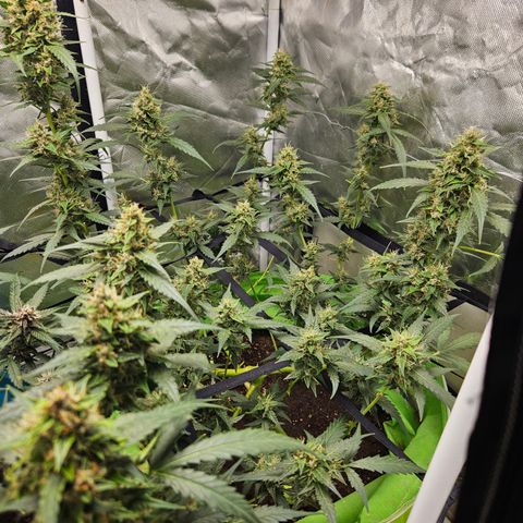 Purple Lemonade Autos growlog timeline photo