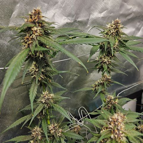 Purple Lemonade Autos growlog timeline photo