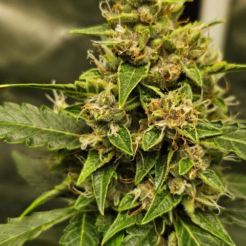 Purple Lemonade Autos growlog timeline photo