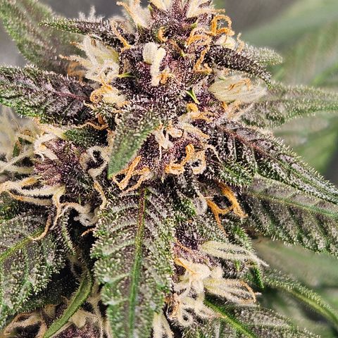 Purple Lemonade Autos growlog timeline photo