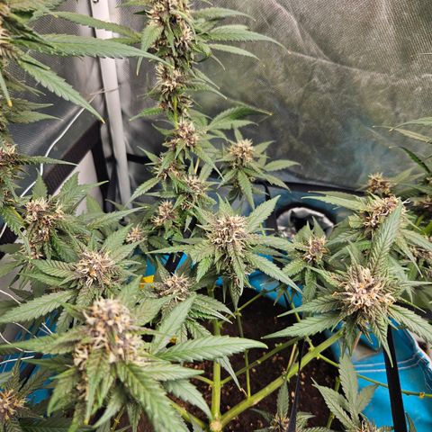 Purple Lemonade Autos growlog timeline photo