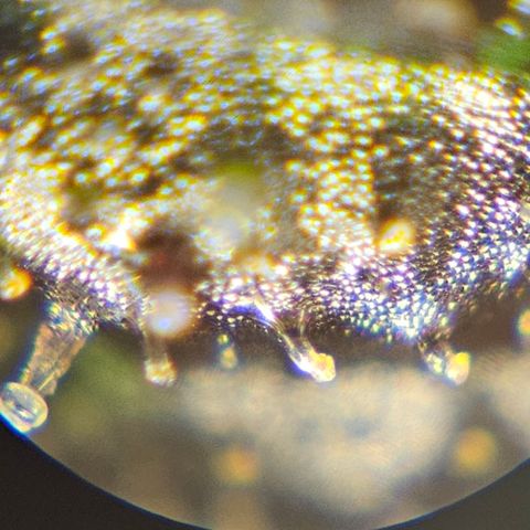 Purple Lemonade Autos growlog timeline photo